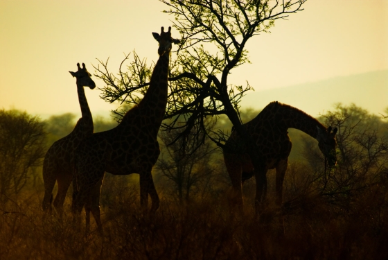 Giraffes at Dusk, Madikwe Game Reserve, &copy;Bryan Crotaz